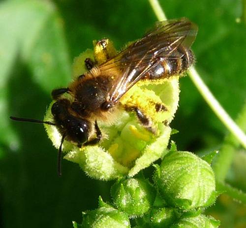 Andrena florea